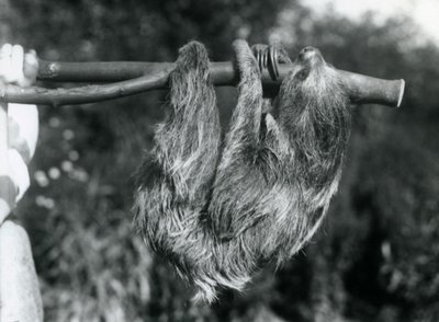 Uma preguiça de dois dedos pendurada em um galho cortado, que é mantido por um guarda-chuva, o zoológico de Londres, em 1925 de Frederick William Bond