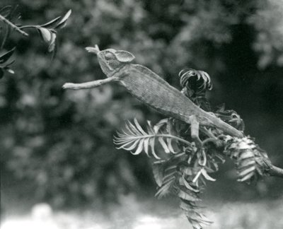 Um Camaleão Velado ou Iêmen está em um galho frondoso e estende a mão para outro, o Zoológico de Londres, em junho de 1924 de Frederick William Bond