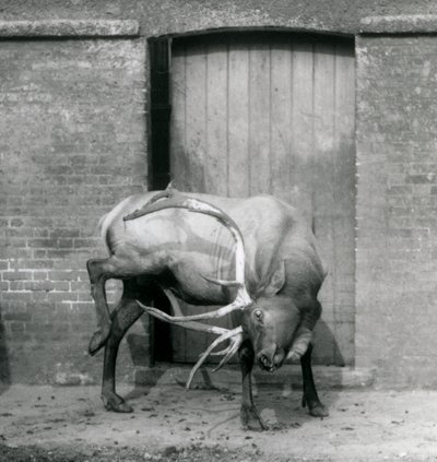 Um cervo WapitiElk em pé em seu recinto no Zoológico de Londres em setembro de 1927 de Frederick William Bond