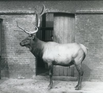 Um cervo WapitiElk em pé em seu recinto no Zoológico de Londres em setembro de 1927 de Frederick William Bond