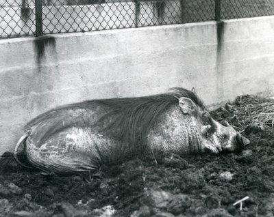 Um Warthog dormindo na lama, Jardim Zoológico de Londres, julho de 1927 (foto a p/b) de Frederick William Bond