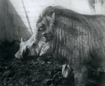 Wathog em pé na lama, zoológico de Londres, 1927 de Frederick William Bond