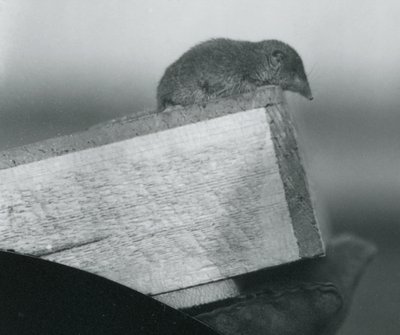 Uma megera de dentes brancos, olhando para baixo, sobre a borda de uma caixa de madeira, segura por uma mão enluvada, Jardim Zoológico de Londres, em abril de 1917 de Frederick William Bond