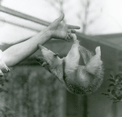 Um jovem Tamanduá de colarinho pendurado em seus dedos guardiões com sua cauda preênsil, enquanto se agarra ao braço do guarda-redes, o zoológico de Londres, em abril de 1925 de Frederick William Bond