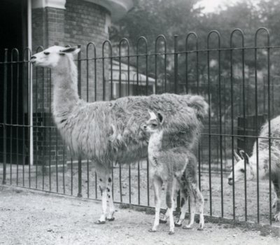 Um bebê Llama ou Cria com sua mãe no zoológico de Londres, 1926 de Frederick William Bond