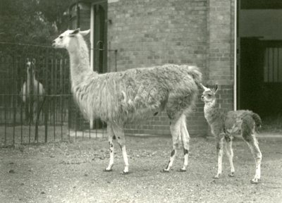 Um bebê Llama ou Cria com sua mãe no zoológico de Londres, 1927 de Frederick William Bond