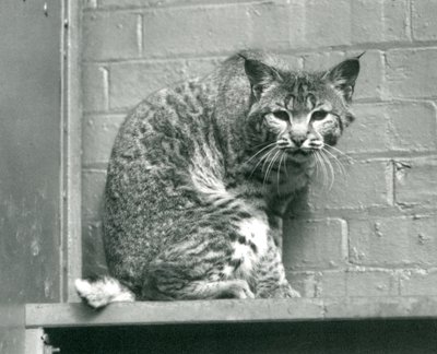 Um lince de lince olhando para baixo de uma saliência, em que está sentado, em seu recinto, o zoológico de Londres, em março de 1925 de Frederick William Bond