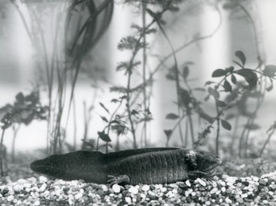 Uma Salamandra Axolotl/Mexicana preta descansando sobre cascalho no chão de um tanque no Zoológico de Londres em 1928 (foto a p/b) de Frederick William Bond