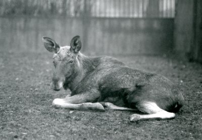 Um touro ElkMoose, mostrando as cicatrizes de suas galhadas recém-galhadas, deitadas no zoológico de Londres, em janeiro de 1926 de Frederick William Bond