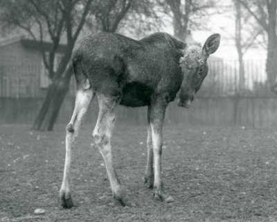 Um touro ElkMoose, com feridas de galhadas recém-galhadas, em pé no zoológico de Londres, janeiro de 1926 de Frederick William Bond