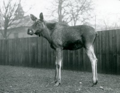 Um touro ElkMoose, com feridas de galhadas recém-galhadas, em pé no zoológico de Londres, janeiro de 1926 de Frederick William Bond