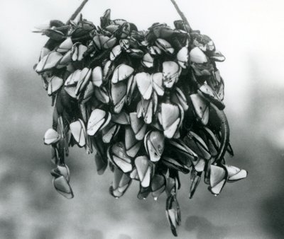 Um aglomerado de cracas de pescoço de pescoço de pescoço de pescoço gordo pelágico sendo suspenso fora d&39;água em uma corda, zoológico de Londres, março de 1925 de Frederick William Bond