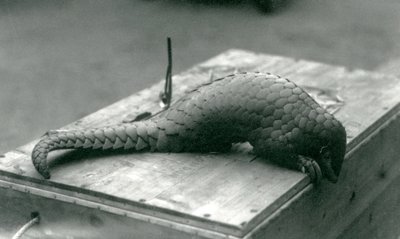 Um pangolim chinês criticamente ameaçado espiando por cima da borda da caixa de madeira em que está sentado, o zoológico de Londres, em julho de 1925 de Frederick William Bond
