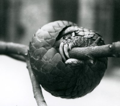 Um Pangolin chinês criticamente em perigo descansando, enrolado em torno de um galho horizontal, Zoológico de Londres, pré-1930 de Frederick William Bond