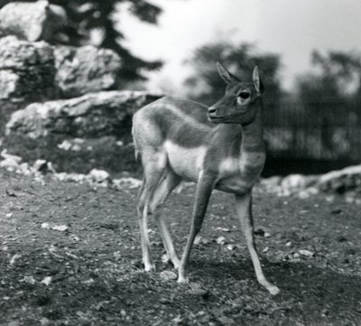Um Blackbuck fêmea no zoológico de Londres em 1924 de Frederick William Bond