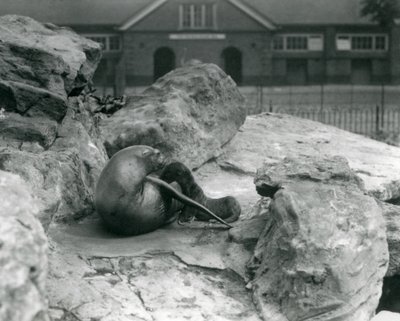 Um, femininas, califórnia, leão marinho, mentindo, ligado, um, rochoso, terraço, enquanto, alimentação, dela, filhote cachorro, londres, jardim zoológico, julho, 1925 de Frederick William Bond