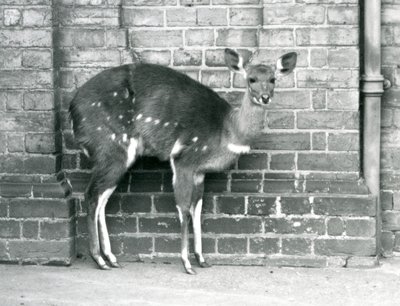 Um cabo fêmea BushbuckImbabala que está de encontro a uma parede no jardim zoológico de Londres em outubro de 1927. de Frederick William Bond
