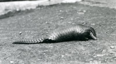 Um pangolim chinês no zoológico de Londres em agosto de 1925 de Frederick William Bond