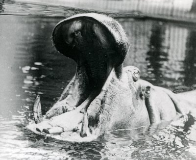 Um hipopótamo feminino, &39;Guy Fawkes&39;, boquiaberto em uma piscina no zoológico de Londres, por volta de 1900. &39;Guy Fawkes&39; nasceu para ser mãe de &39;Adhela&39; em 5 de novembro de 1872. de Frederick William Bond
