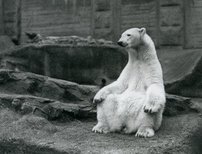 Um, femininas, urso polar, sentando, ligado, dela, havelhas, ligado, a, Mappin, terraços, em, jardim zoológico londres, em, setembro, 1928 de Frederick William Bond