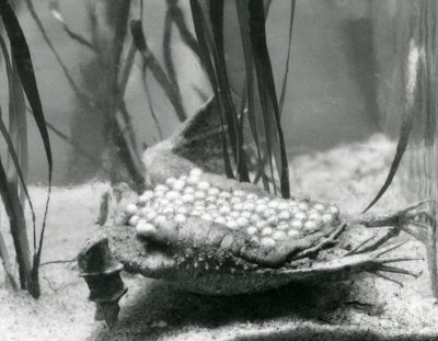Um sapo Suriname fêmea com seus ovos embutidos na pele de suas costas, no Zoológico de Londres de Frederick William Bond