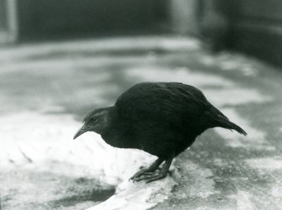 WekaMaori henWoodhen, que não voa, no zoológico de Londres em 1927 de Frederick William Bond