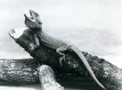 Um Dragão barbudo agarrado a um tronco, Jardim Zoológico de Londres, Agosto de 1928 (foto a p/b) de Frederick William Bond