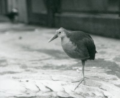 Um trilho de madeira de pescoço cinza ou trilho de madeira cinza-capuz (Aramides cajaneus) em pé em uma perna no zoológico de Londres em setembro de 1927 de Frederick William Bond