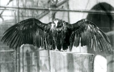 Um abutre de capuz, em pé num tronco com asas estendidas, a desfrutar de um duche de Abril no Jardim Zoológico de Londres, antes de 1930 (foto a p/b) de Frederick William Bond