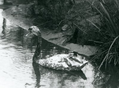 Um cisne híbrido, Mute x Black, nadando em uma lagoa no zoológico de Londres em 1927 de Frederick William Bond