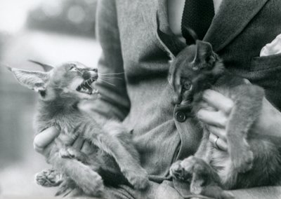 Um goleiro segurando um par de gatinhos Caracal em seu colo, London Zoo, 1924 de Frederick William Bond