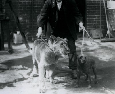 Um guardião levando um Terrier irlandês e um jovem Leão para passear em pistas, no Zoológico de Londres, em setembro de 1925 de Frederick William Bond