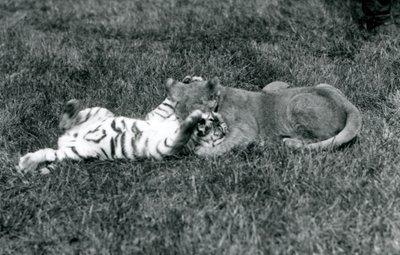 A lion and tiger cub wrestle on the grass, Jardim Zoológico de Londres, Setembro de 1925 (foto a p/b) de Frederick William Bond