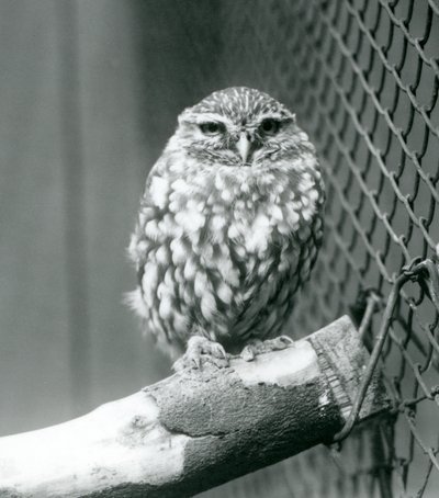 Uma pequena coruja sentada em um galho ao lado da rede de arame de seu recinto, o zoológico de Londres, em novembro de 1925 de Frederick William Bond