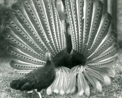 Uma exibição masculina de Argus PheasantGreat Argus, com uma mulher ao lado dele, Zoológico de Londres, janeiro de 1926 de Frederick William Bond