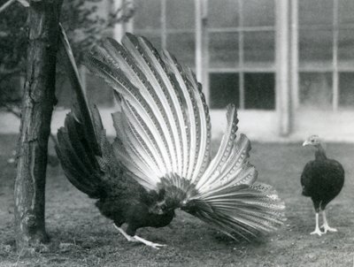 Um macho Argus Faisão, ou Grande Argus, exibindo suas penas de asa e cauda, enquanto uma fêmea está à sua frente, o Zoológico de Londres, janeiro de 1926 de Frederick William Bond