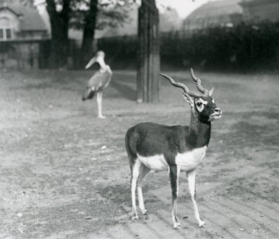 Um Blackbuck macho ou Antílope Indiano em pé num paddock no Jardim Zoológico de Londres, Outubro de 1926 (foto a p/b) de Frederick William Bond