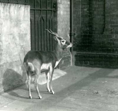 Um macho Blackbuck de pé em seu recinto no zoológico de Londres em junho de 1925 de Frederick William Bond
