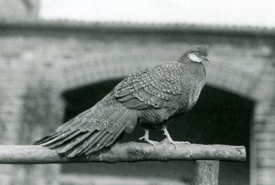 Um Faisão Pavão cinzento macho em seu poleiro no Zoológico de Londres em 1931 (foto a p/b) de Frederick William Bond