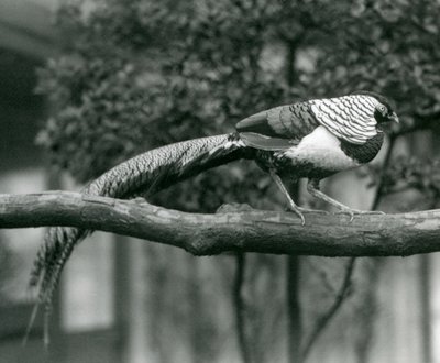 Um, macho, senhora, amhersts, faisão, andar, ao longo, um, horizontal, ramo, em, londres, jardim zoológico, em, 1926 de Frederick William Bond