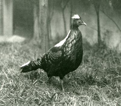 Um macho Swinhoes Pheasant no Zoológico de Londres, em setembro de 1923 de Frederick William Bond