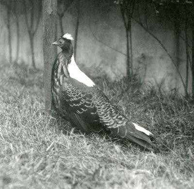 Um macho Swinhoes Pheasant no Zoológico de Londres, em setembro de 1923 de Frederick William Bond