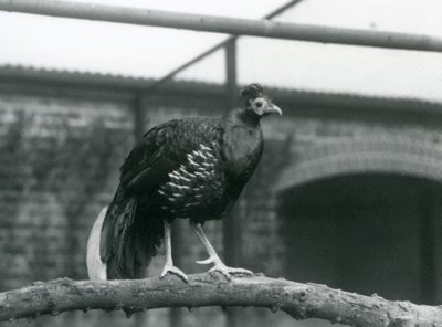 Um Faisão/Crested Fireback macho Veilot