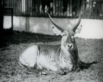 Um Waterbuck macho deitado na relva do seu paddock no Jardim Zoológico de Londres em 1928 (foto a p/b) de Frederick William Bond