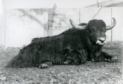 Um Yak macho deitado no seu recinto no Jardim Zoológico de Londres em Agosto de 1928 (foto a p/b) de Frederick William Bond
