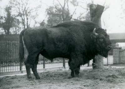Um bisonte europeu do malebull que está na grama em seu prado. Zoológico de Londres, outubro de 1927. Os vulneráveis bisontes europeus também são conhecidos como Wisent, ou European Wood Bison. de Frederick William Bond