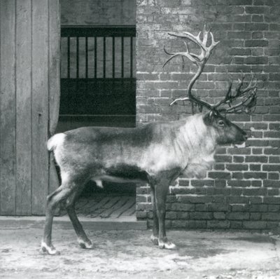 Um cervo maduro da rena que está em seu prado no jardim zoológico de Londres em 1925 de Frederick William Bond