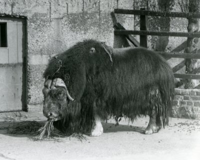 Um touro Muskox maduro, também soletrado boi almiscarado e Musk-ox de pé, comendo em seu paddock no zoológico de Londres em 1931 (foto a p/b) de Frederick William Bond