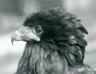 Uma quase ameaçada Bateleur Eagle no zoológico de Londres em 1927 de Frederick William Bond