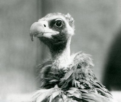 Um Abutre-preto Eurasiano quase ameaçado no Zoológico de Londres, em julho de 1926 de Frederick William Bond